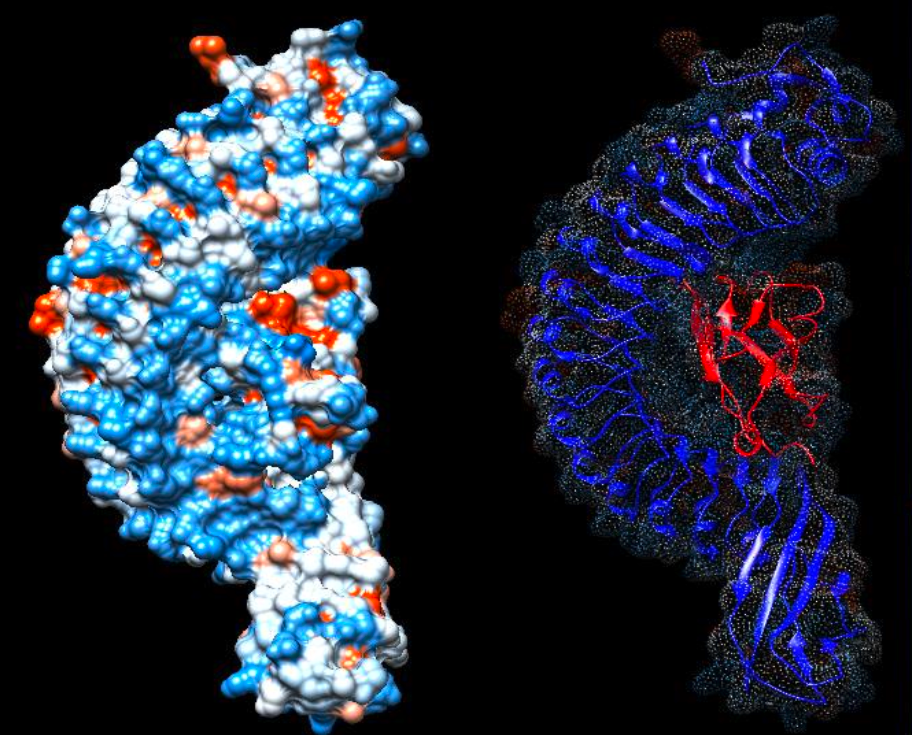 Protein-Complex-Alpha-Shape